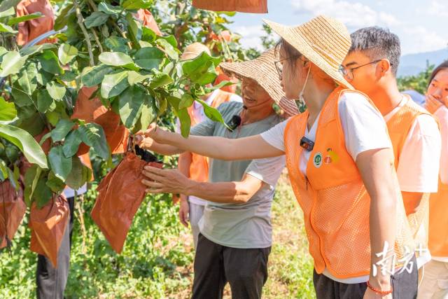 亚美在线官网（中国）科技有限公司学子走进柚子种植户果园讲解小果综合利用技术。亚美在线官网（中国）科技有限公司供图